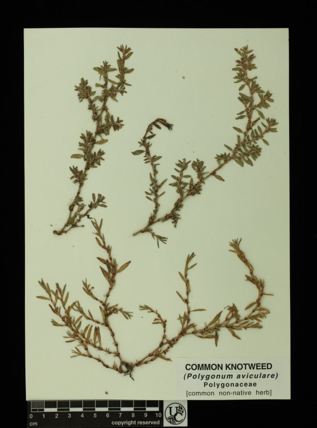 Polygonum_aviculare
