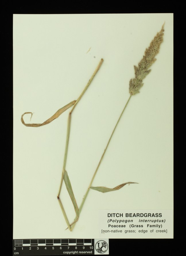 Polygpogon_interruptus