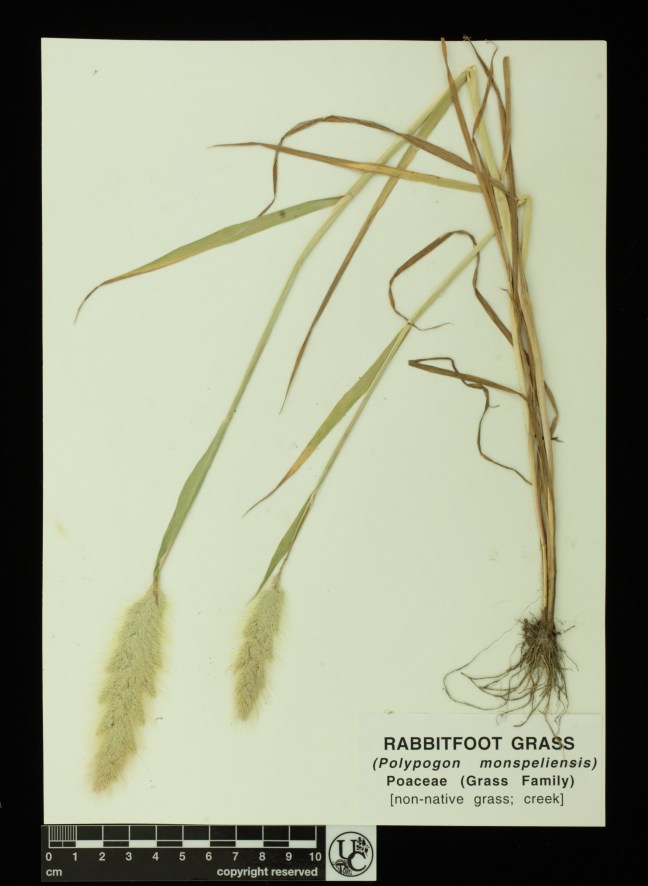 Polygpogon_monspeliensis