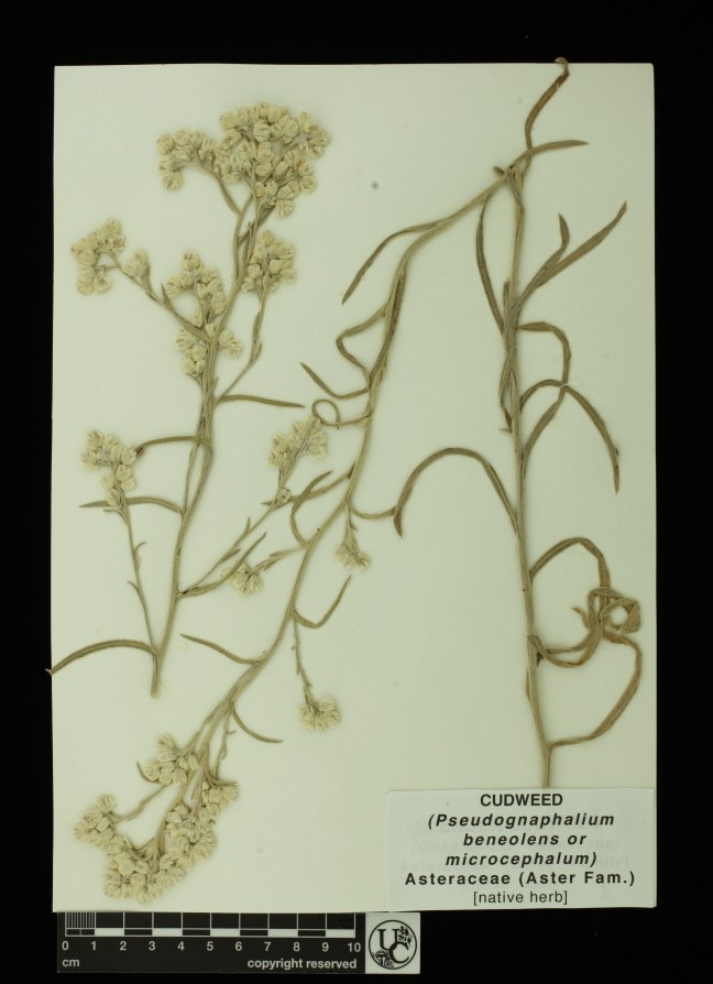 Pseudognaphalium_ben_or_microc