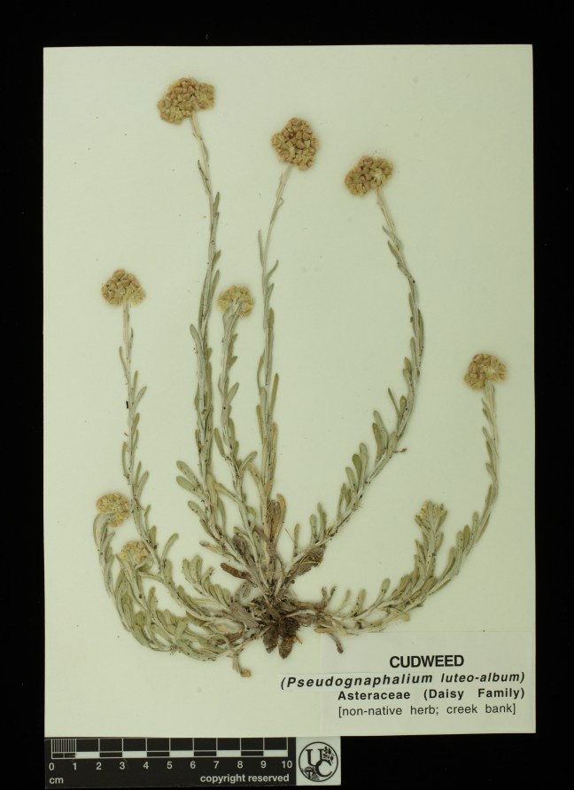 Pseudognaphalium_luteo-album