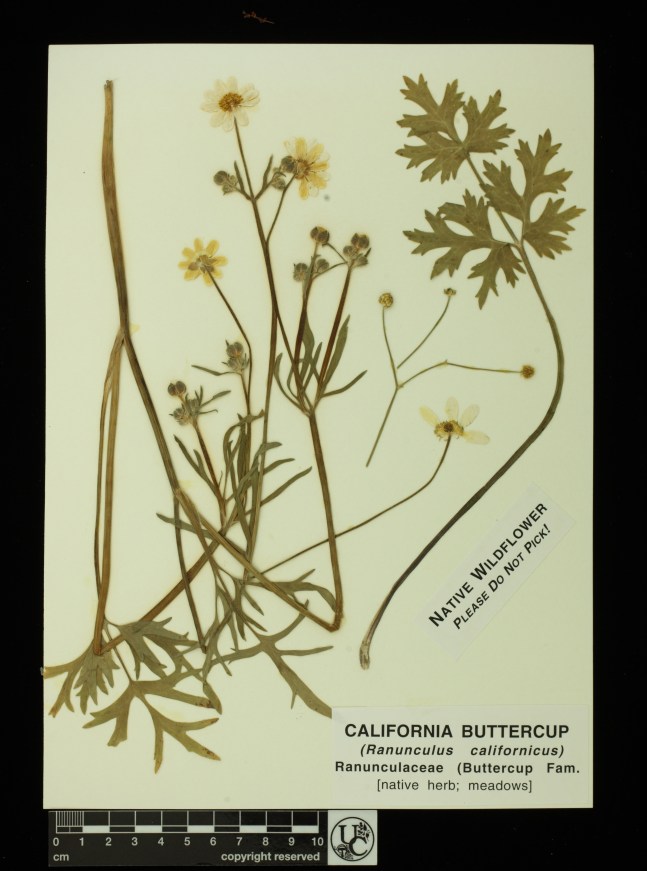 Ranunculus_californicus