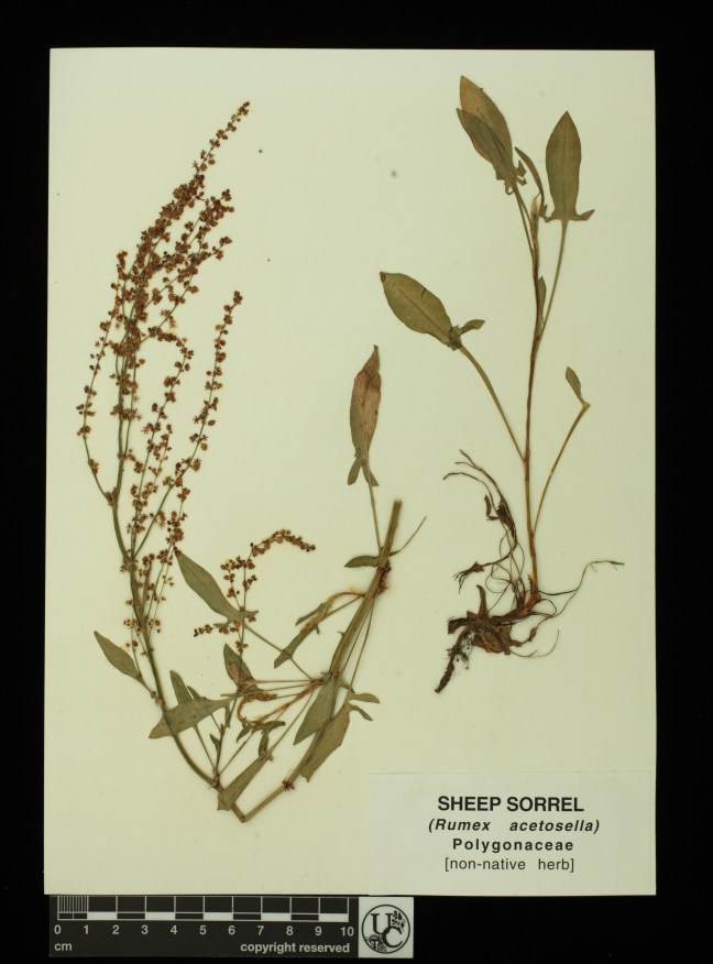 Rumex_acetosella