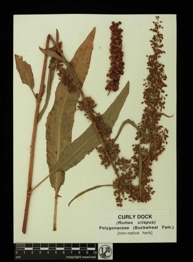 Rumex_crispus