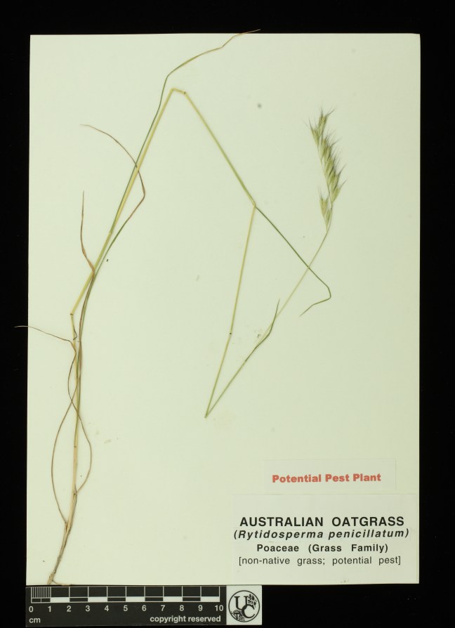 Rytidosperma_penicillatum