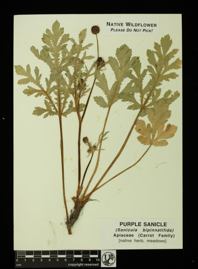 Sanicula_bipinnatifida