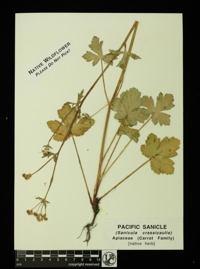 Sanicula_crassicaulis