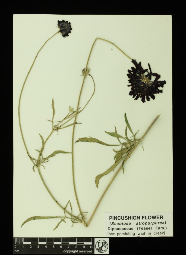Scabiosa_atropurpurea