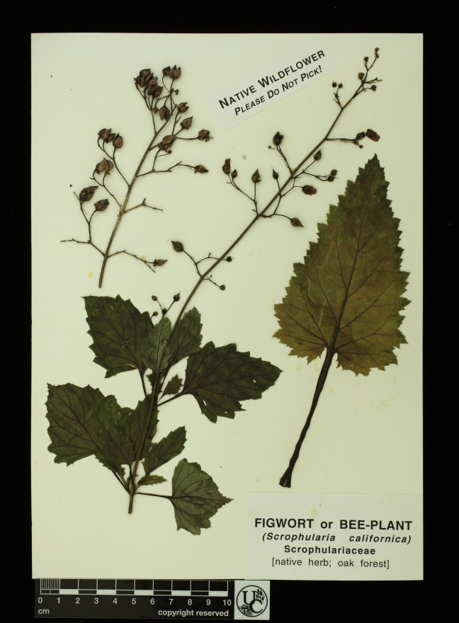 Scrophularia_californica