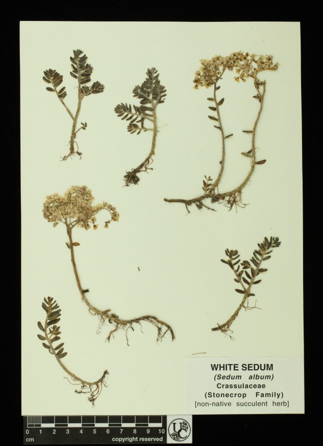 Sedum_album