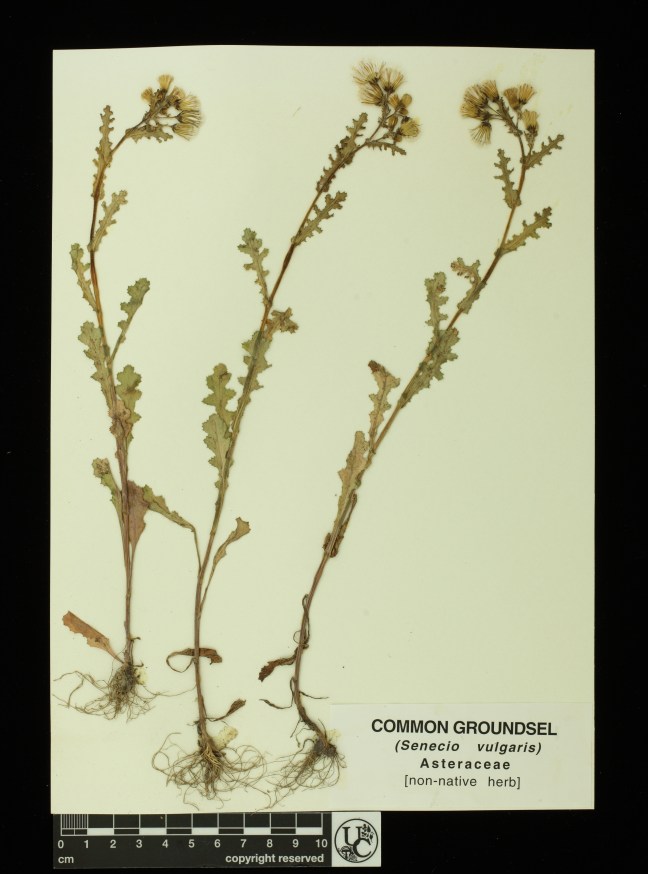Senecio_vulgaris