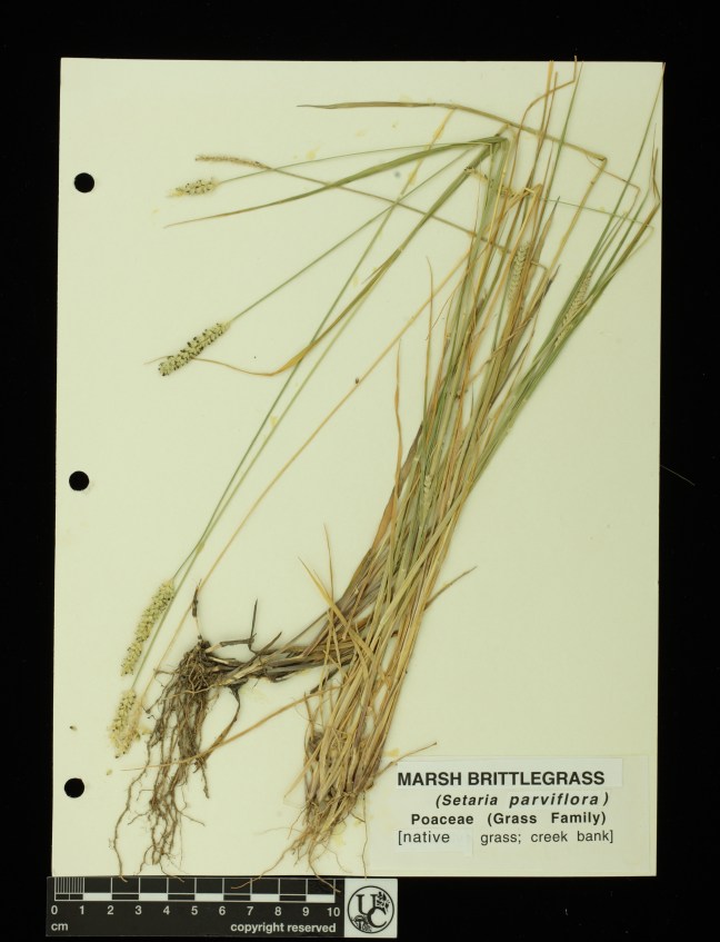 Setaria_parviflora