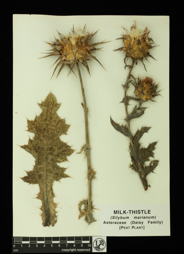Silybum_marianum