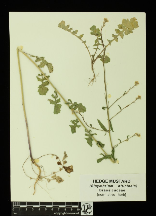 Sisymbrium_officinale