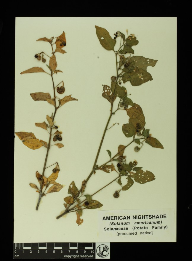 Solanum_americanum2