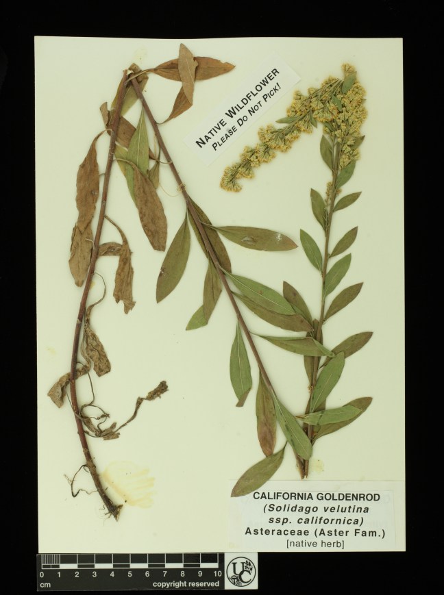 Solidago_velutina_ssp_cal