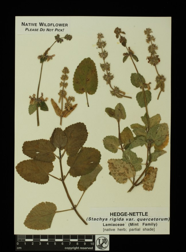 Stachys_rigida_v_querc