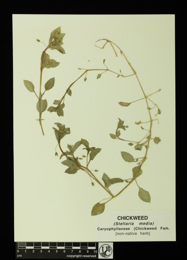 Stellaria_media