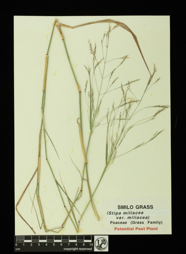 Stipa_miliacea_v_miliacea