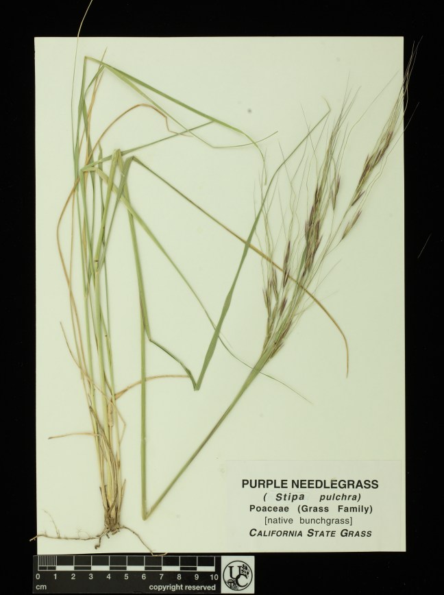Stipa_pulchra