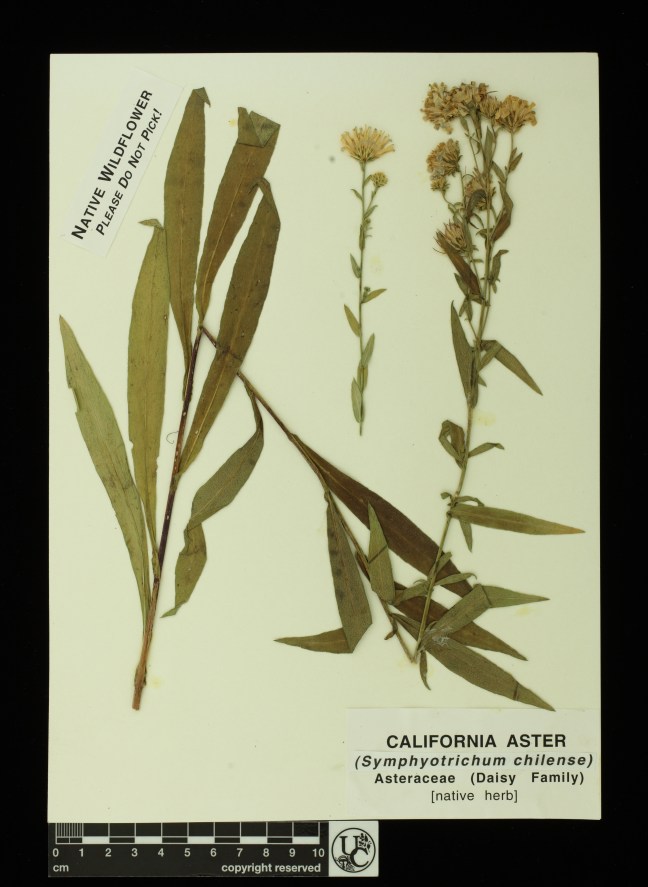 Symphyothrichum_chilense