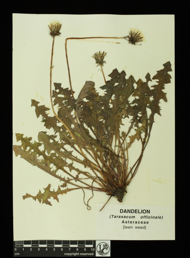 Taraxacum_officinale