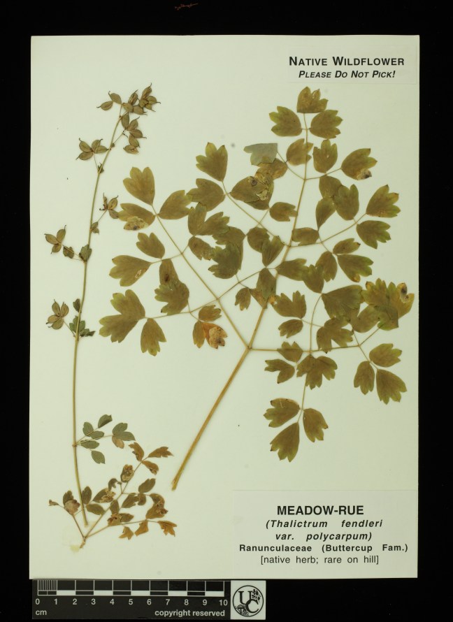 Thalictrum_fendleri_v_polycarpu