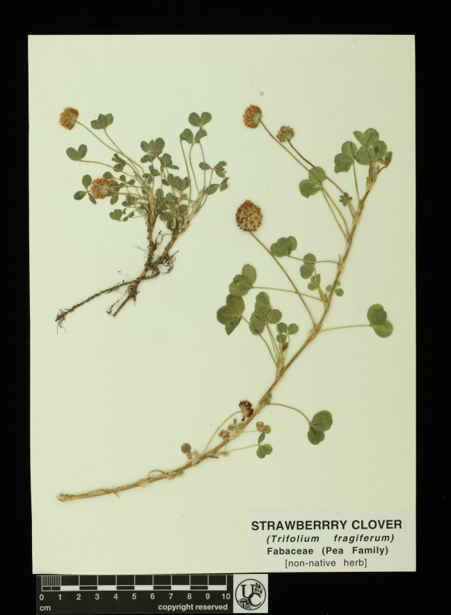Trifolium_fragiferum