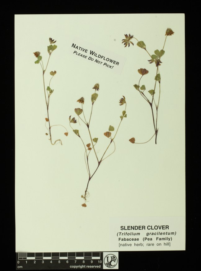 Trifolium_gracilentum
