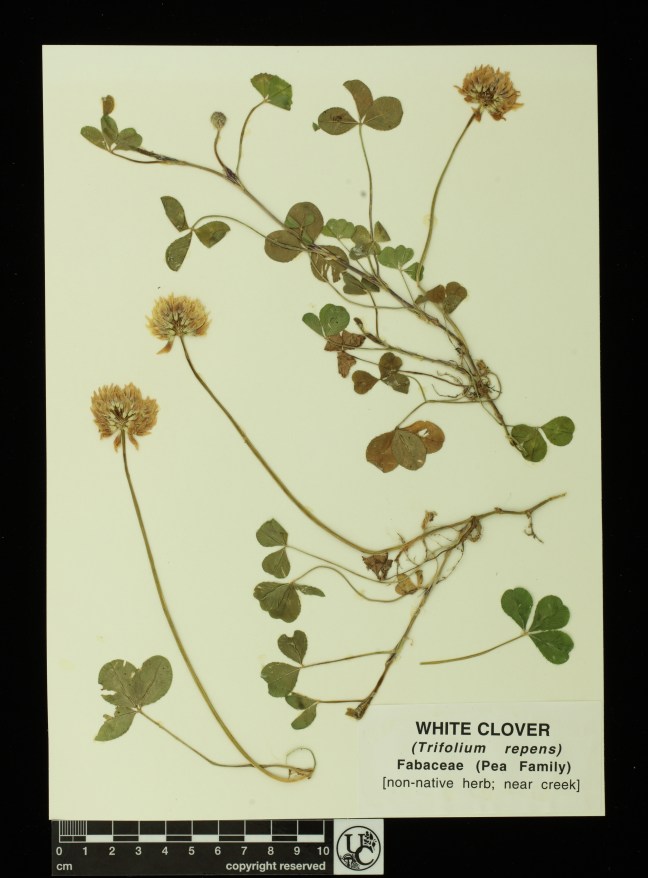 Trifolium_repens