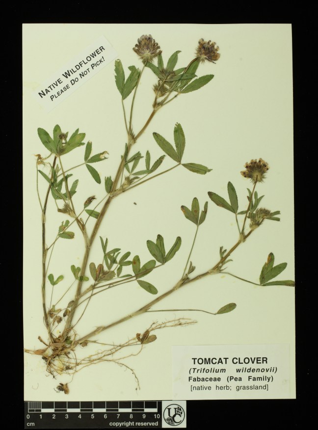 Trifolium_wildenovii