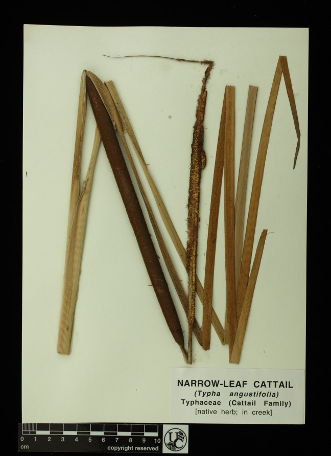 Typha_angustifolia