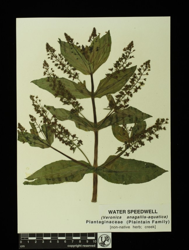 Veronica_anagallis-aquatica