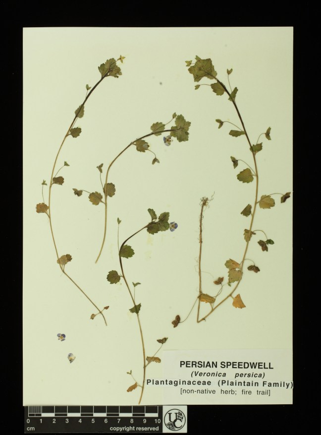 Veronica_persica