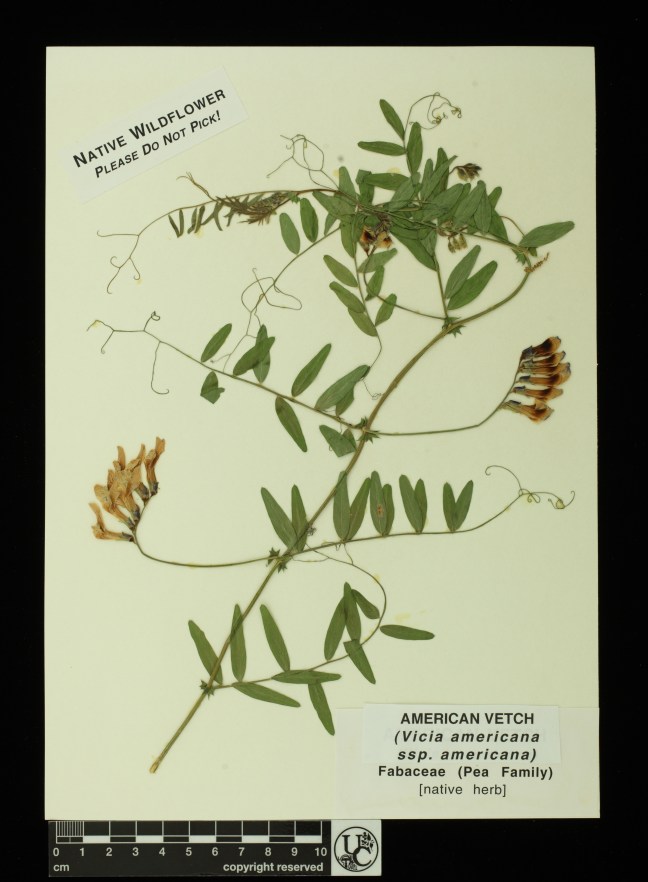 Vicia_americana_ssp_americana