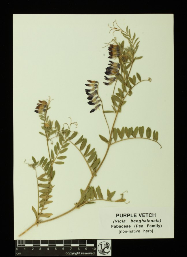 Vicia_benghalensis