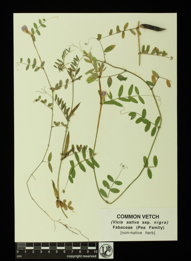 Vicia_sativa_ssp_nigra