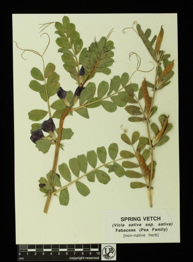 Vicia_sativa_ssp_sativa