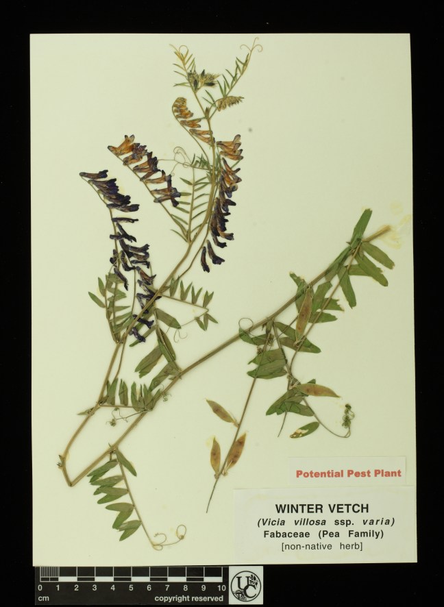 Vicia_villosa_ssp_varia