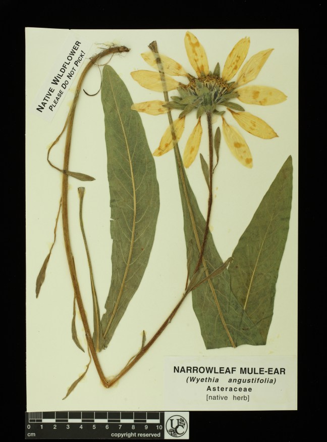 Wyethia_angustifolia