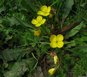 sun cups on Albany Hill