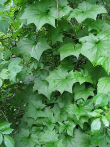 German ivy on Albany Hill