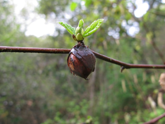 hazelnut (must be from last summer)oak forest NE side Albany Hill