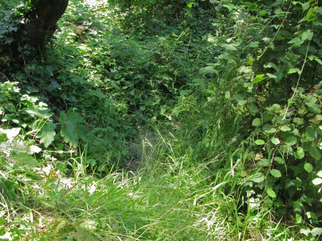 trail through oak woodland