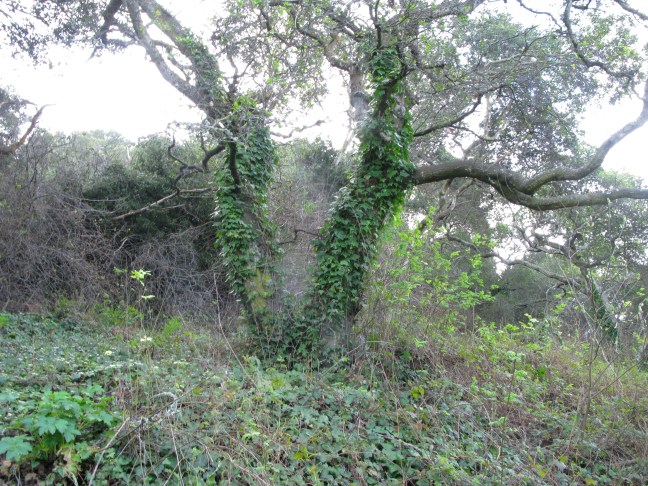 ivy growing up mature oaks