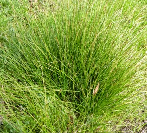 Carex sp.SE mdw