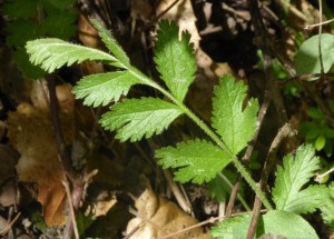 horkelia calif v calif