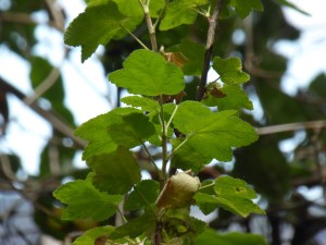 chaparral currant leaves