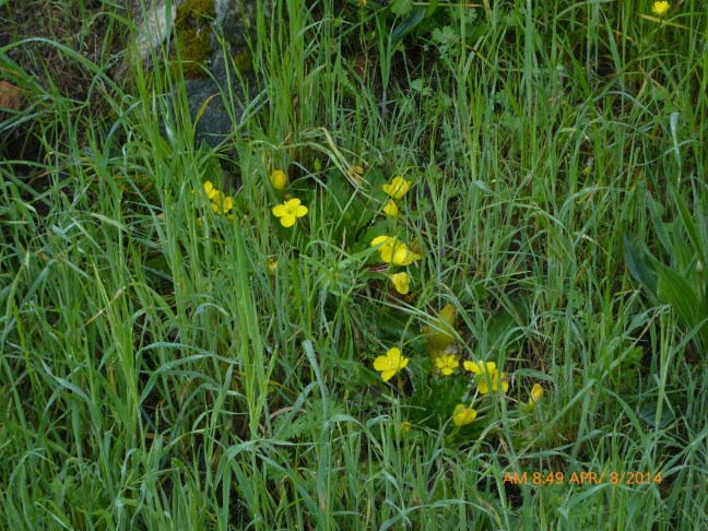 sun cups blooming near rocks in NE meadowAlbany Hill