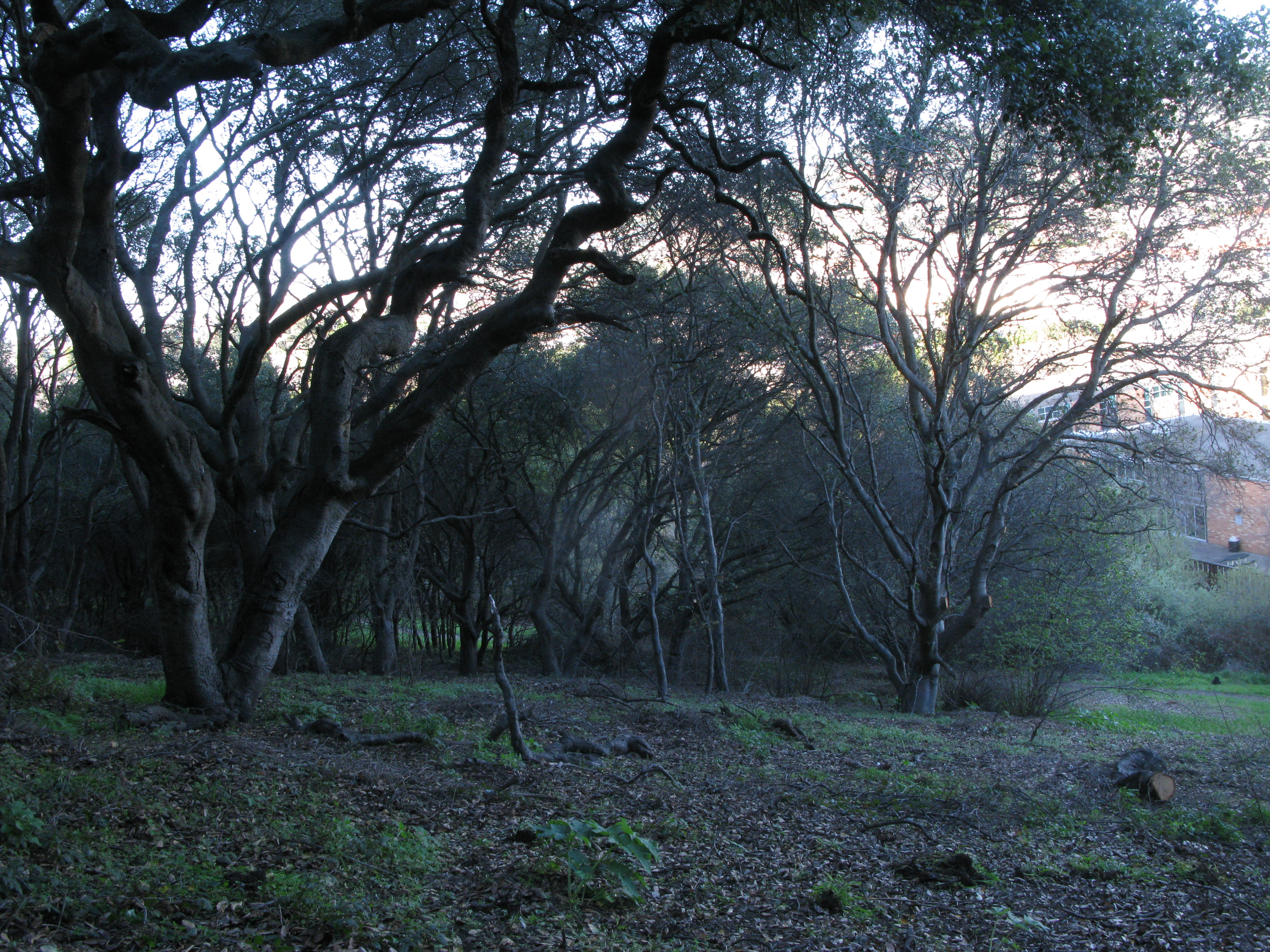 big oaks in woodland, E side Albany Hill